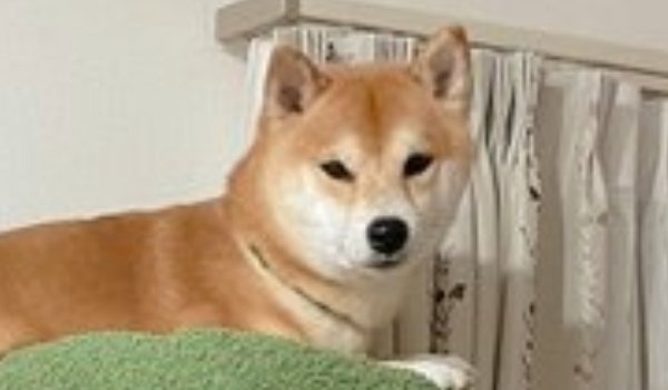 深夜2時、犬の〝泣き声〟で目が覚めて... 飼い主が目撃した光景に18万人驚がく