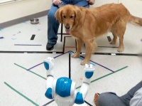 犬は人間だけでなくロボットの命令にも従うことが判明（米研究）