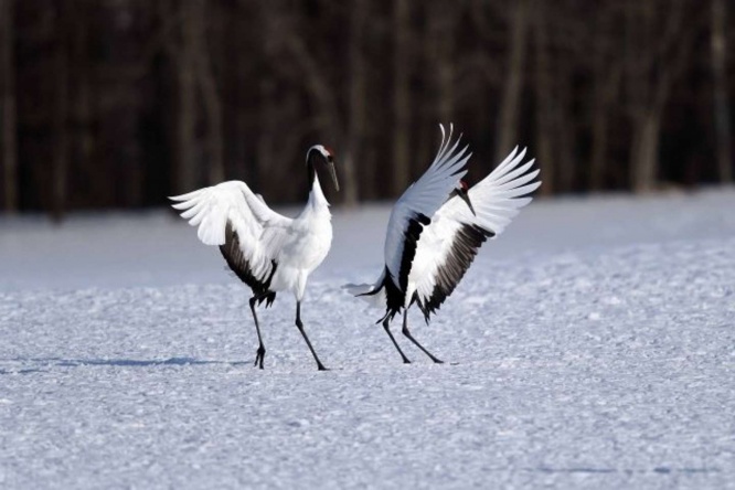 釧路湿原にも生息している、タンチョウ(画像はイメージ)