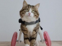 愛と笑いをふりまき続ける。多才な表情で、毎日を楽しく生きる車椅子の猫