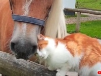 寄り添うキモチはあったかいよね！種族は違っても仲良しな、動物たちのイチャコラ風景総集編