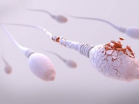 人類の危機か？精子数が世界的に減少、1970年代の半分以下に