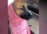 タオルに包まれてイモムシのような姿になったワンちゃんがかわいい♪