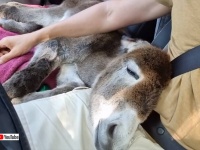 母親に拒絶されたロバの赤ちゃん、愛する人間の家族と永遠の家を見つける