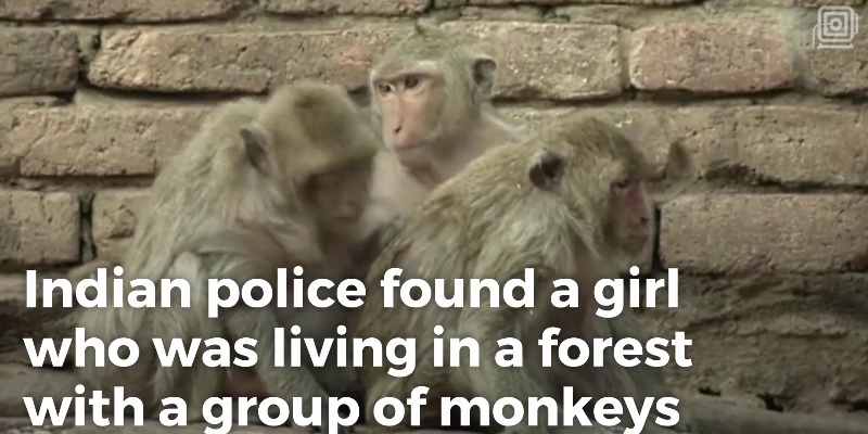 インドのジャングルでサルと暮らしていた少女が救出される