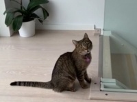 飼い主とお話したい猫、階段の手すりに勢いよく飛び乗ろうとするも意外な結果に