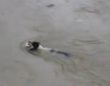 泣ける…母犬が洪水で残された子犬を救う姿に感動！