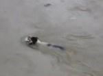 泣ける…母犬が洪水で残された子犬を救う姿に感動！