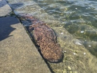 流されてきちゃったの？　原爆ドーム前に現れたオオサンショウウオに注目→専門家も「なかなかないこと」