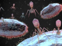 生態系モデルに激震！ 生物はウイルスを食べているという有力な証拠が発見（米研究）