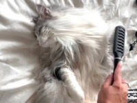 これぞフッサーラの威容！「世界で一番フサフサな猫」をブラッシングしてみたら…