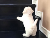 「がんばれ！ネバーギブアップ！」階段を一生懸命上るマルチーズの子犬に声援を送ろう
