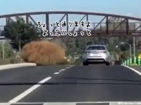 ちょっと通りますよっと。車サイズの巨大タンブルウィードが道路を横断