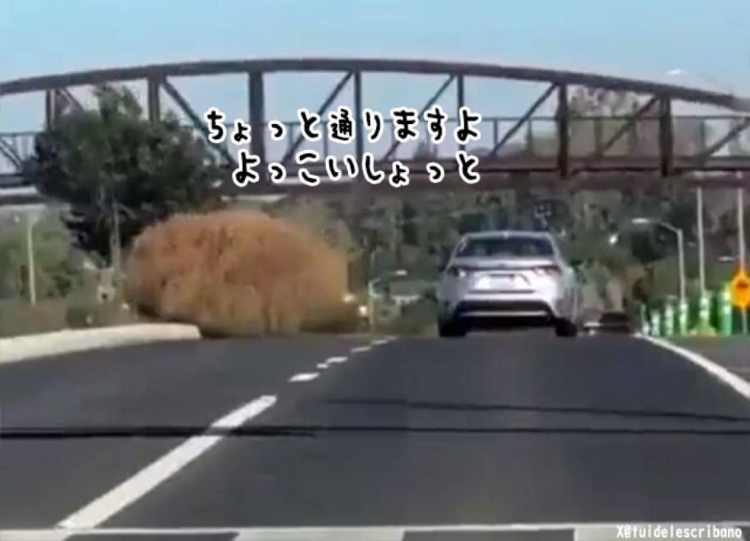 ちょっと通りますよっと。車サイズの巨大タンブルウィードが道路を横断
