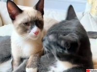 障がいを抱え、うまく歩けない猫をいたわり、支えとなっている仲間の猫