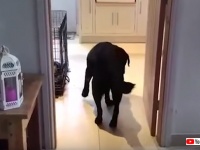 ドアを通るときは必ず後ろ向きで歩く犬