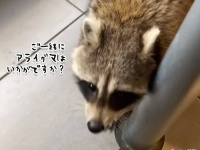 ご一緒にアライグマはいかがですか？カナダのマクドナルドの店内でうろつくアライグマ