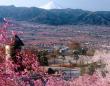 春爛漫のピンク繚乱×富士山×グルメを満喫　山梨「お花見ピクニック」が欲張り家族にうってつけ！【4／4～5】