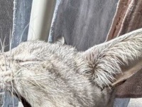 「奇跡の1枚」「騙されました」　ウサギにしか見えないけど、実は...まさかの〝正体〟に2.4万人驚がく