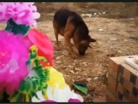 愛する飼い主はここにいる。墓場を必死に掘り起こそうとする老犬（中国）
