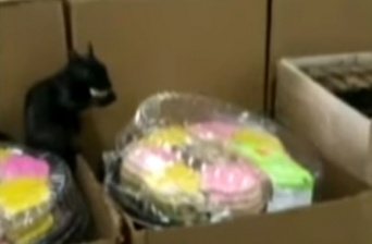 スーパー内で盗み食いをしていた黒リス、人間に大胆アタック！（カナダ）