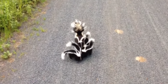 【なにこれカワイイ】スカンク親子軍団が人間を襲撃！？　愛らしすぎる姿に世界中で萌え狂う人続出