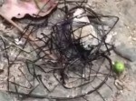 エイリアンにしか見えない虫が台湾で発見！？