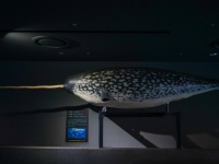 「うそだろ？！」「絶対見に行かなくちゃ」　三重・鳥羽水族館の〝激レア展示〟に5.4万人驚がく