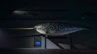 「うそだろ？！」「絶対見に行かなくちゃ」　三重・鳥羽水族館の〝激レア展示〟に5.4万人驚がく