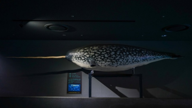 「うそだろ？！」「絶対見に行かなくちゃ」　三重・鳥羽水族館の〝激レア展示〟に5.4万人驚がく