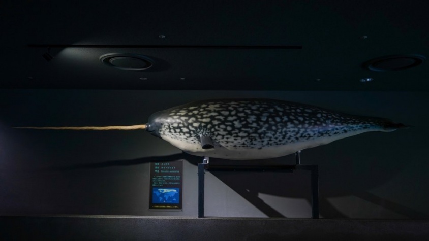 「うそだろ？！」「絶対見に行かなくちゃ」　三重・鳥羽水族館の〝激レア展示〟に5.4万人驚がく