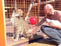 庭チーターとスフィンクスキャット、春のお庭でドキドキのファーストエンカウント