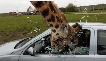 サファリパークでキリンが観光客の車の窓を粉砕！大惨事となったその理由は？（イギリス）