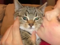 「寒かったんだニャ……」雨に震えていた子猫、親切な女性に連れられてスイートホームの一員に