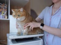 「スキャンするまで動かないで！」愛猫のにくきゅうのコピーを取ってみた。…あまり感動してくれなかったみたいだ