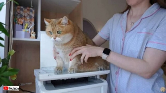 「スキャンするまで動かないで!」愛猫のにくきゅうのコピーを取ってみた。…あまり感動してくれなかったみたいだ