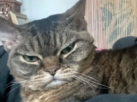 不機嫌顔の保護猫は、甘えん坊のデレデレ猫だった。飼い主となった女性に心を開くと片時も離れなくなる