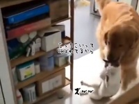 またあいつらなのか？「写真撮るから連れてきて」飼い主の号令で猫を運んでくる犬