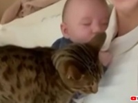 ちょっぴりヤキモチ猫「そこはボクの場所だってば！」と、赤ちゃんとママの間に入ろうとする