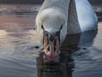 富士山×白鳥を撮影しようと思ったら　→意外すぎる〝展開〟に7.1万人爆笑
