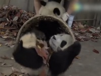 飼育員の言うことを全く聞かないジャイアントパンダの赤ちゃんたちが可愛いけどカオスｗｗｗ