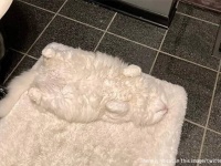 猫はどこに消えたの？擬態した猫ばかりを集めたTwitterアカウント