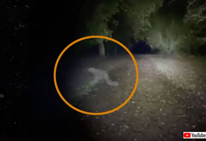 ここにいるのは私たちだけじゃない。犬を散歩中のカップルが早朝の公園で目撃したものとは！？