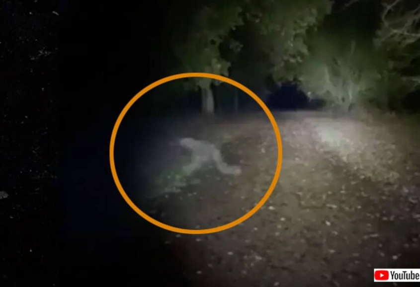 ここにいるのは私たちだけじゃない。犬を散歩中のカップルが早朝の公園で目撃したものとは！？