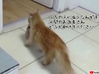 「人間のお医者さん、助けてください！」母猫が我が子を口にくわえ病院にやってきて治療をお願いする（トルコ）