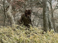 繁みの奥に「クマの影」！？　下山中に目撃された光景に反響「一瞬心臓止まるやつ」