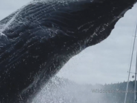 【大迫力！】巨大ザトウクジラのジャンプを間近で撮影！ネット上で話題に