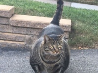 デブゆうな。筋肉じゃ。イケメン超マッチョな猫の個体が確認される（カナダ）
