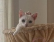 「可愛いけど、どうなってんの！？」　毛づくろい中に〝戴冠〟していた猫王様に1万人驚がく