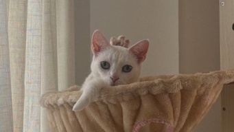 「可愛いけど、どうなってんの！？」　毛づくろい中に〝戴冠〟していた猫王様に1万人驚がく